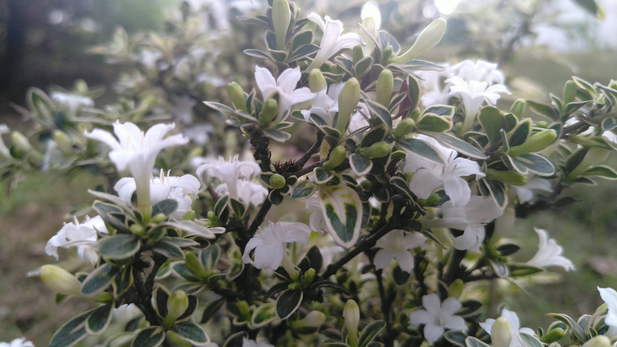 关于人鸽花点点，铜壶袛泛起酒涩的信息