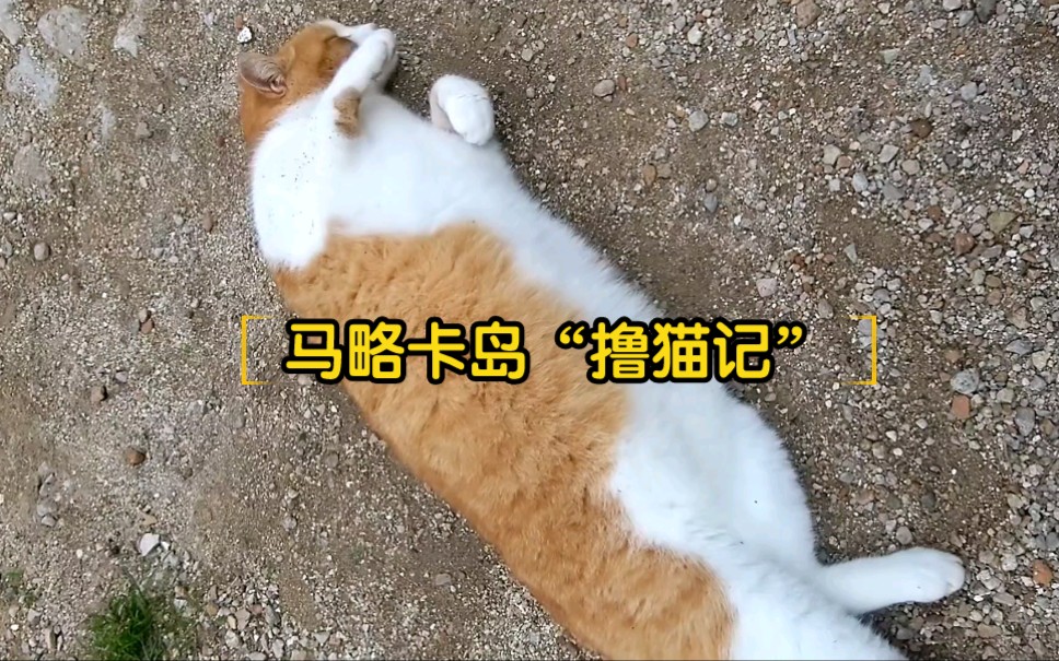 马洛卡岛队成绩暴涨，让对手措手不及